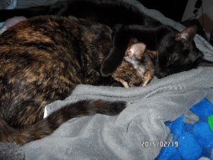 We know where you live Mommy, and it is not beneath us to display our utter cuteness for you to gain food, treats, or head scratches. 