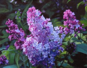 lilacs