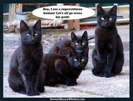 how-black-cats-amuse-themselves_thumb