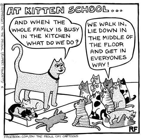 kittenschool