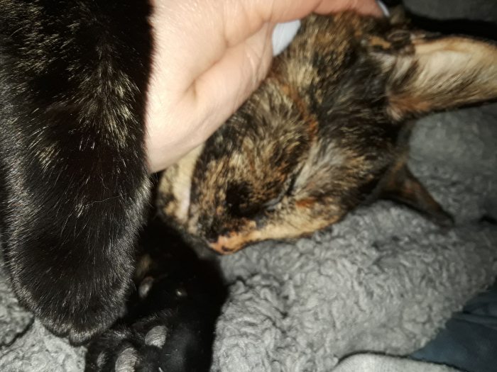 img_20190207_040733_837