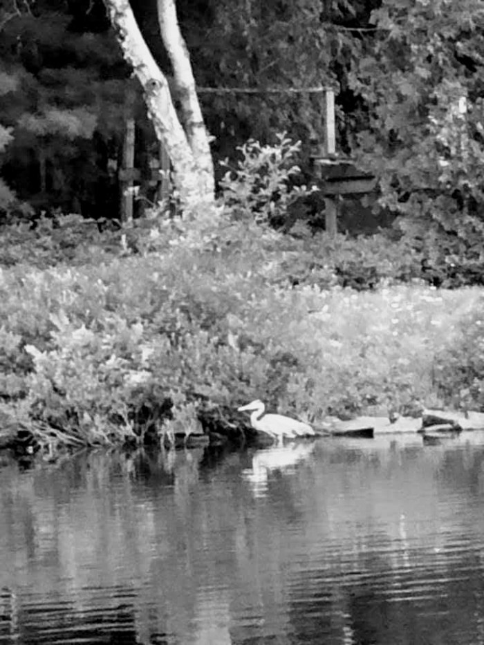 facebook_1563059245642