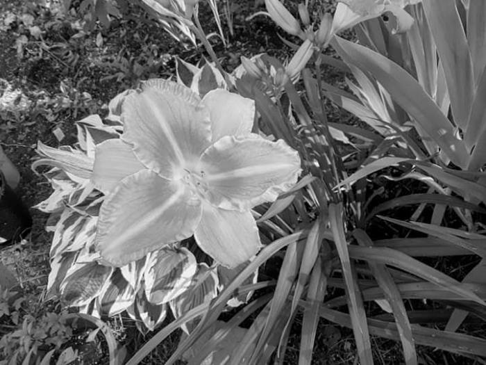 fb_img_1562880566151