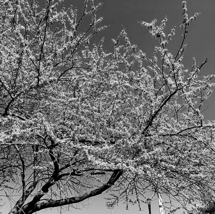 facebook_1565149790782