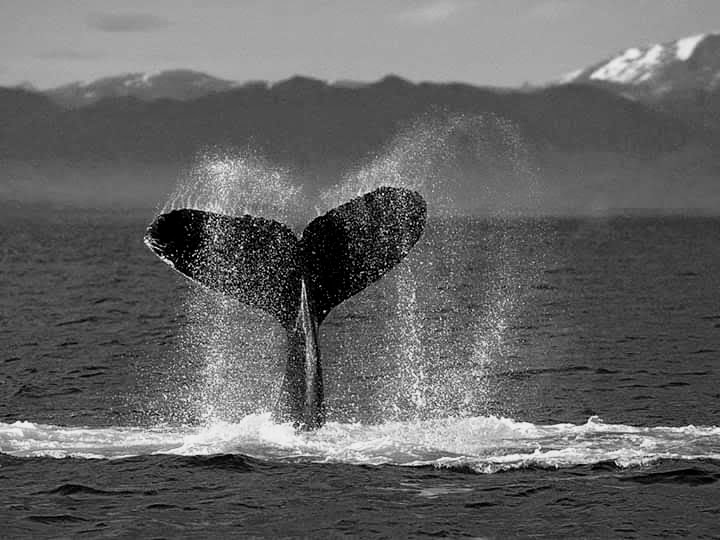 facebook_1568594955525