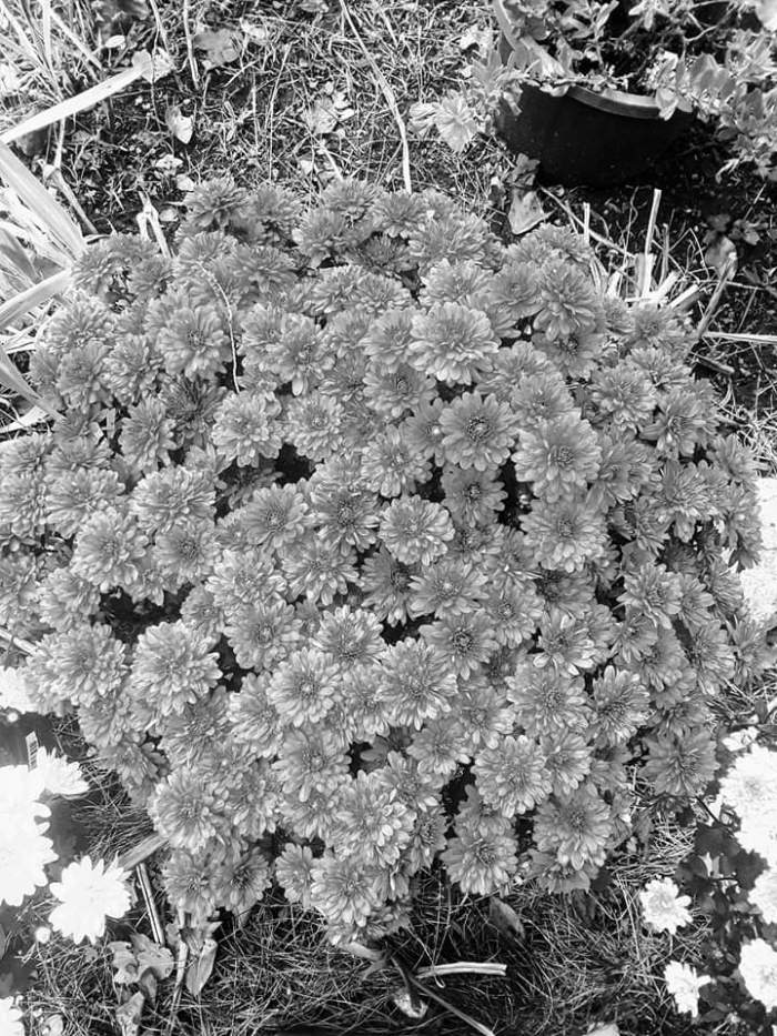 facebook_1570826050661