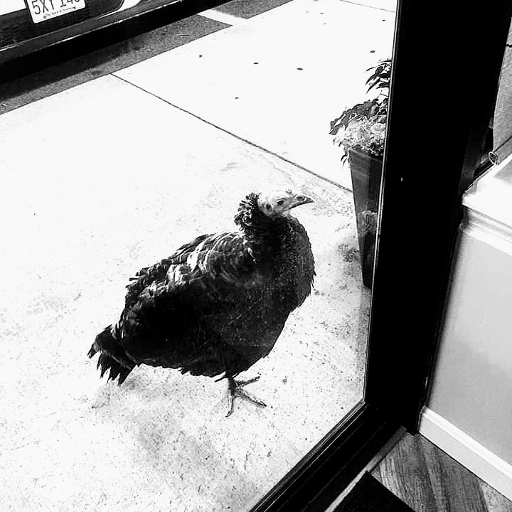 facebook_15717176489552