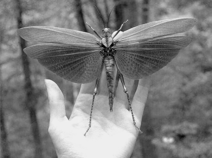 facebook_15758269805812