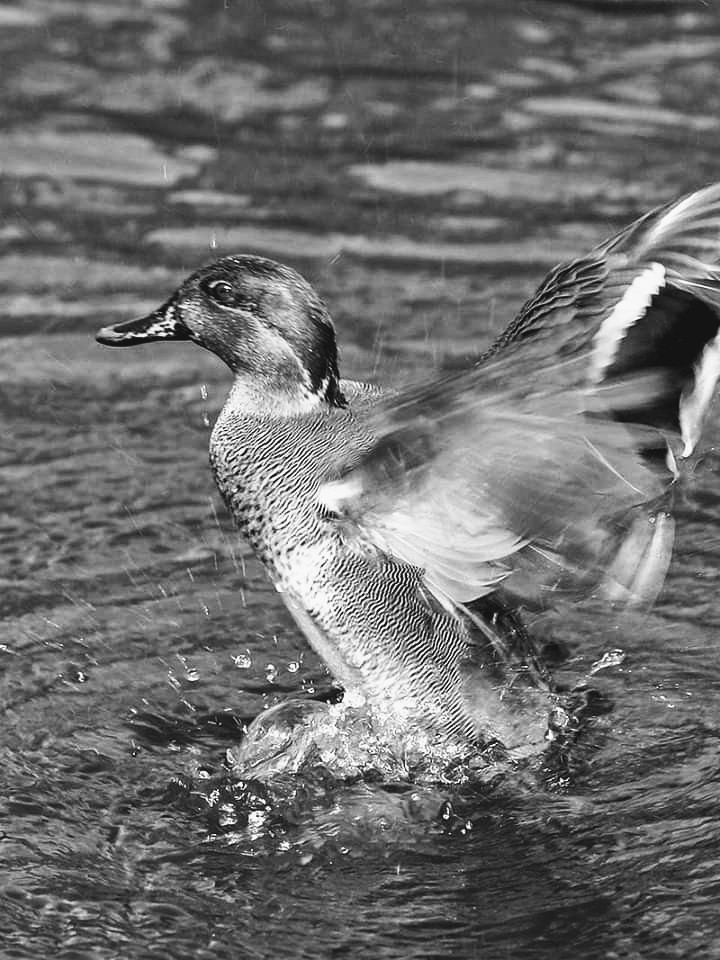 facebook_15760112457922