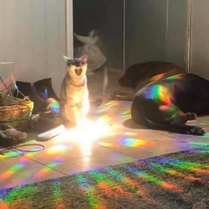 facebook_1589398460248_6666420319415704337